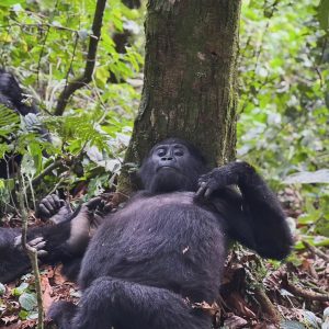 Read more about the article Best Place to Stay for Gorilla Trekking in Uganda