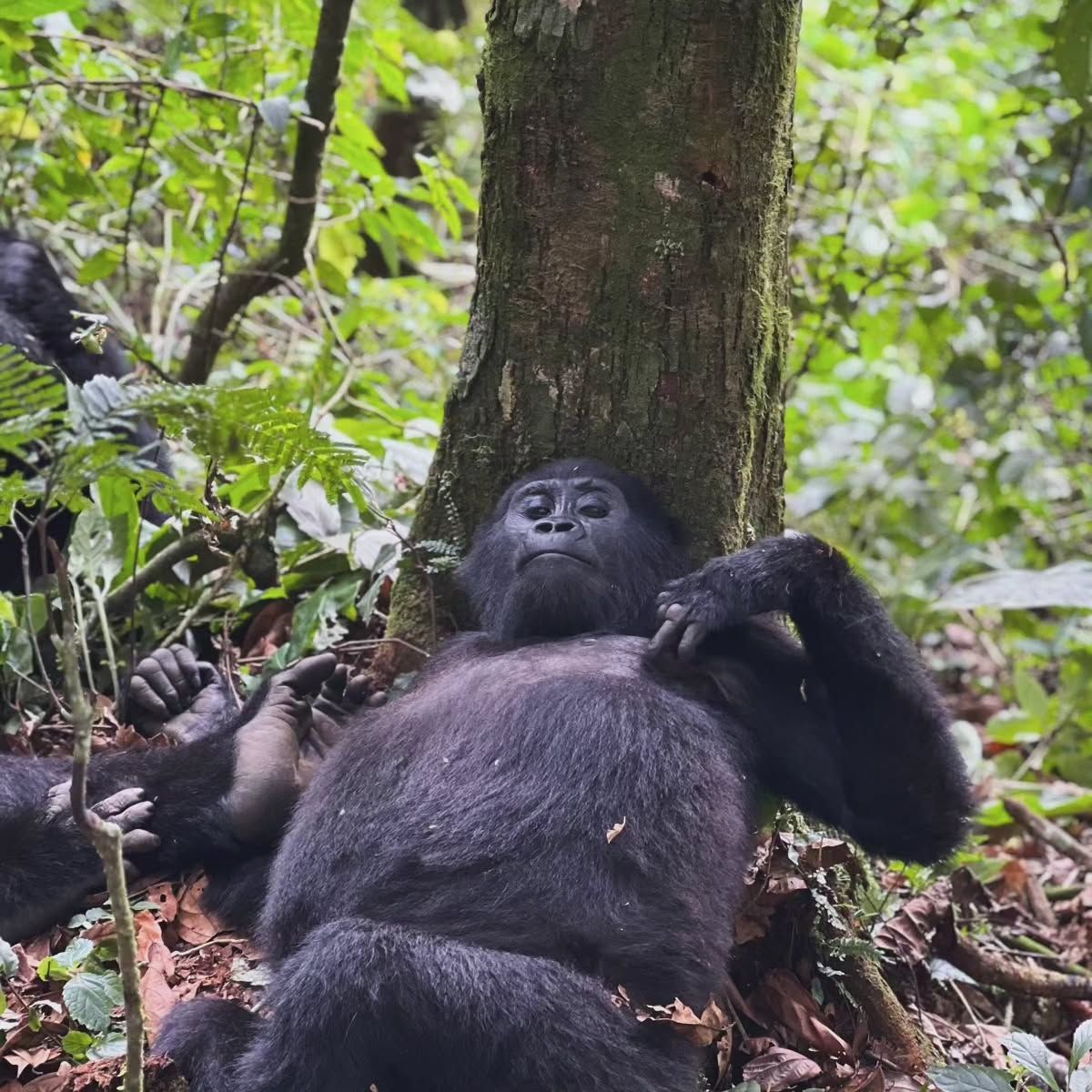 Best Place to Stay for Gorilla Trekking in Uganda