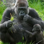 What is the role of UWA in gorilla conservation?