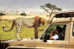 Read more about the article Where to go on safari in East Africa