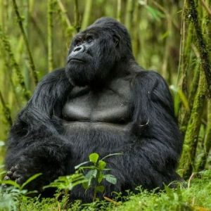 Read more about the article What is Rwanda famous for?