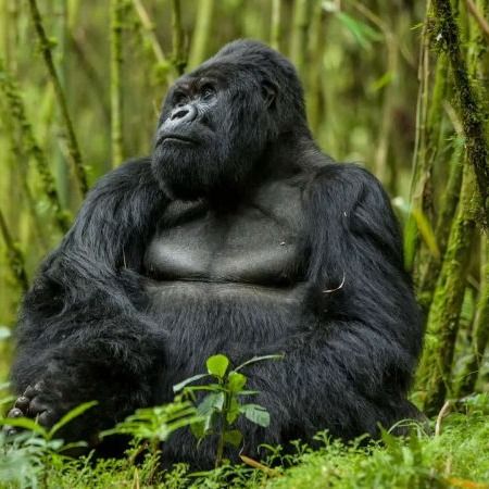 You are currently viewing What is Rwanda famous for?