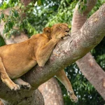 Exclusive Uganda Safaris from Kampala