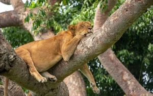 Read more about the article Exclusive Uganda Safaris from Kampala