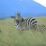 Reasons to visit Uganda in 2026