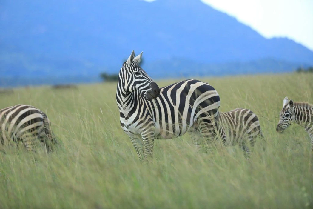 You are currently viewing Reasons to visit Uganda in 2026