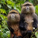 Where to see Primates in Rwanda