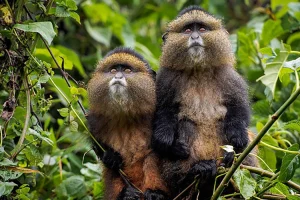 Read more about the article Where to see Primates in Rwanda