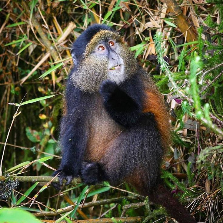 You are currently viewing How Hard Is It to See Golden Monkeys? 