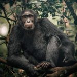 Age Limit for Chimpanzee Trekking Safaris.