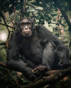 Read more about the article Age Limit for Chimpanzee Trekking Safaris.
