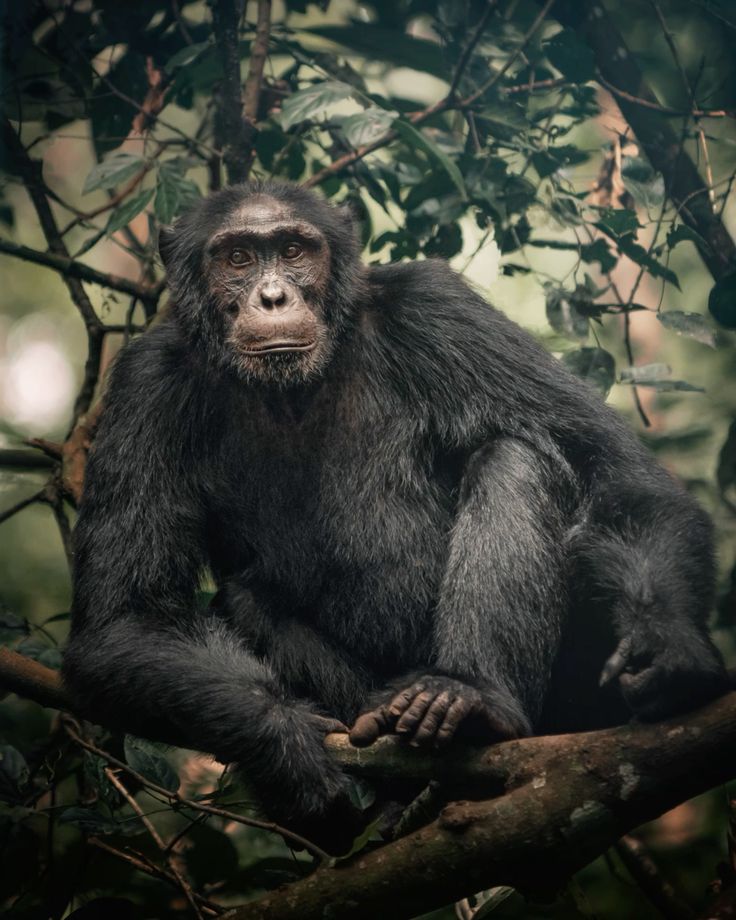 Read more about the article Age Limit for Chimpanzee Trekking Safaris.