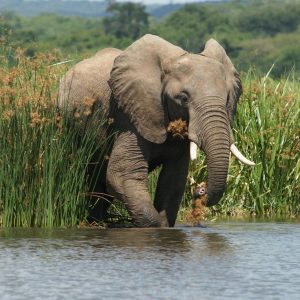 Read more about the article Can I do a Safari in Uganda?