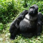 Uganda’s Best Gorilla Trekking Company – Abunda Discoveries Uganda