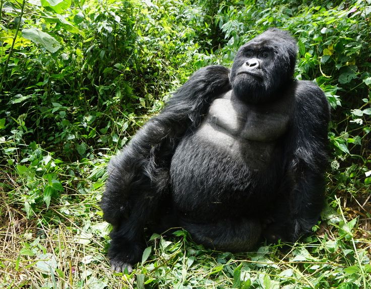You are currently viewing Uganda’s Best Gorilla Trekking Company – Abunda Discoveries Uganda