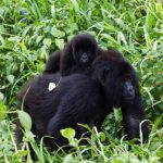 Why Do People Choose Uganda Over Rwanda for Gorilla Trekking and Safaris?