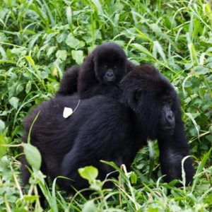 Read more about the article Why Do People Choose Uganda Over Rwanda for Gorilla Trekking and Safaris?