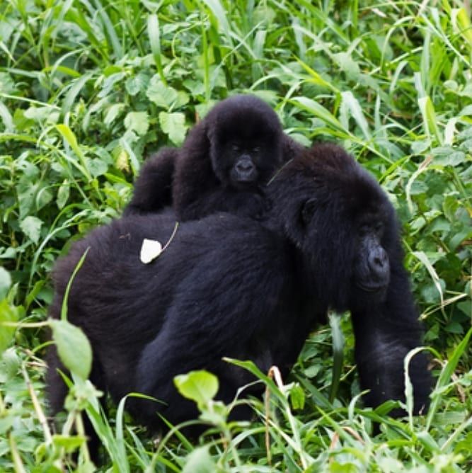Read more about the article Why Do People Choose Uganda Over Rwanda for Gorilla Trekking and Safaris?