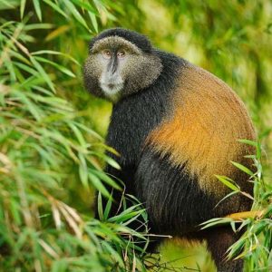 Read more about the article How Long Do You Stay with Golden Monkeys on a Habituation Experience in Rwanda?