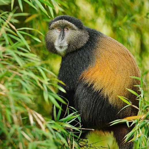 You are currently viewing How Long Do You Stay with Golden Monkeys on a Habituation Experience in Rwanda?