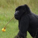 Where to See Gorillas in Uganda.