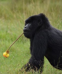 Read more about the article Where to See Gorillas in Uganda.