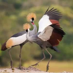 Why Uganda is called the Pearl of Africa