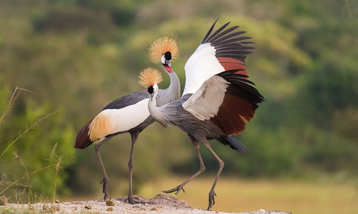 You are currently viewing Why Uganda is called the Pearl of Africa