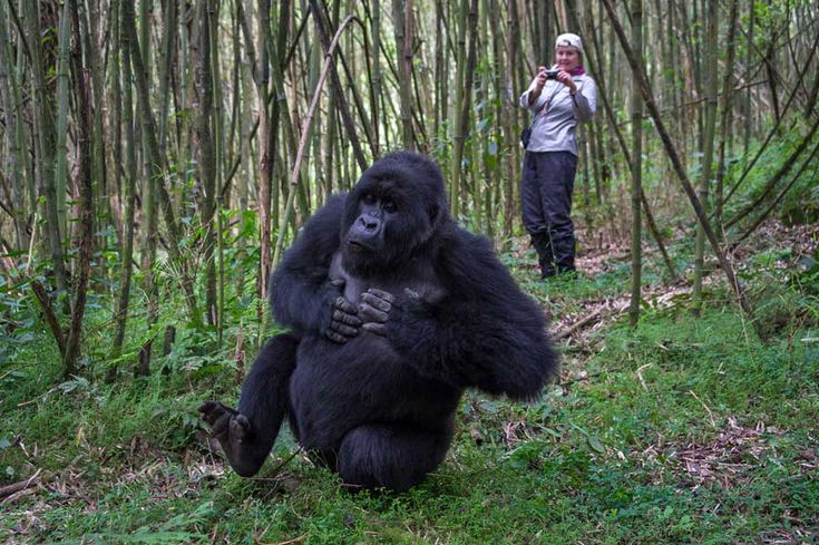 You are currently viewing Is It Possible to Get the East African Tourist Visa on Arrival in Rwanda?
