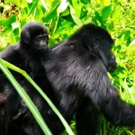 Gorilla guides and trekking in Uganda and Rwanda