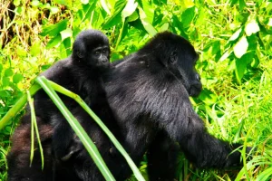 Read more about the article Gorilla guides and trekking in Uganda and Rwanda