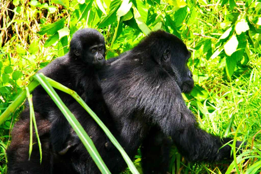 You are currently viewing Gorilla guides and trekking in Uganda and Rwanda