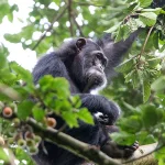Where to see chimpanzees and gorillas in Uganda and Rwanda
