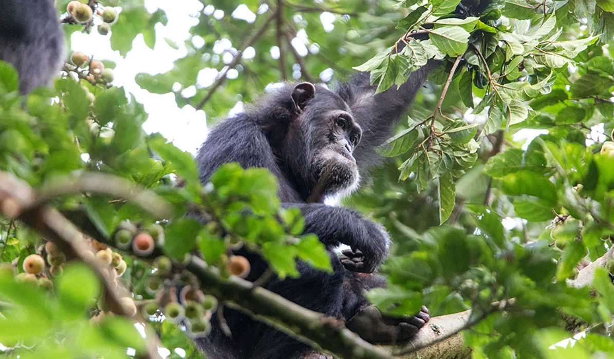 You are currently viewing Where to see chimpanzees and gorillas in Uganda and Rwanda