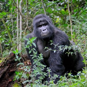 Read more about the article What Is Uganda Famous For?