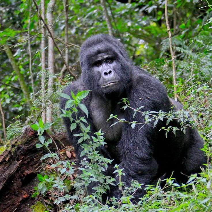 You are currently viewing What Is Uganda Famous For?