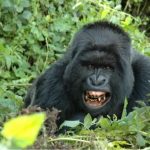 Best Lodges for Gorilla Trekking