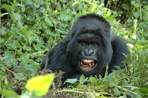 You are currently viewing Best Lodges for Gorilla Trekking