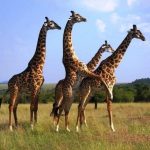 Guided Game Drive in Masai Mara