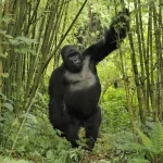 Challenges of gorilla trekking
