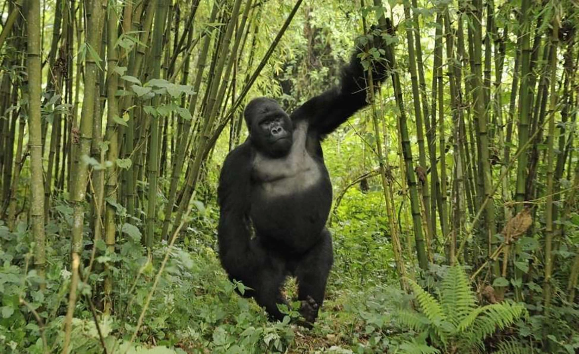 You are currently viewing Challenges of gorilla trekking
