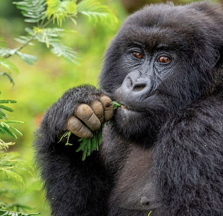 You are currently viewing Why Gorilla Trekking Is the Best Safari Experience in Rwanda