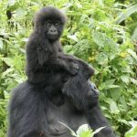 Is It Possible to Do Gorilla Trekking on a Weekend in Rwanda?