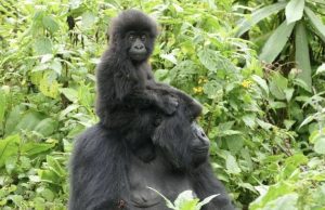 Read more about the article Is It Possible to Do Gorilla Trekking on a Weekend in Rwanda?