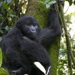 What Time Does Gorilla Trekking Start?