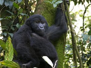 Read more about the article What Time Does Gorilla Trekking Start?