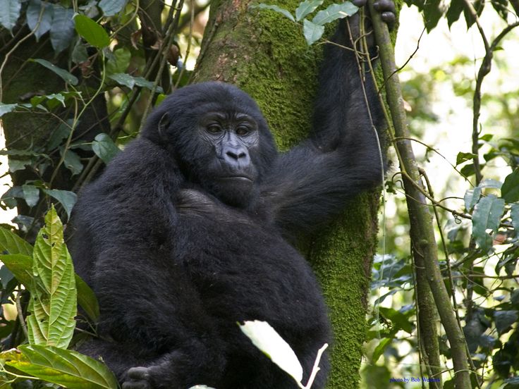 What Time Does Gorilla Trekking Start?
