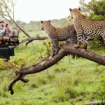 What is a Game Drive Safari?