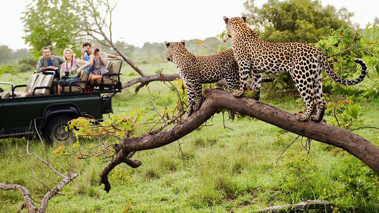 You are currently viewing What is a Game Drive Safari?