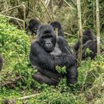 How to Book a Gorilla Trekking Permit for a Honeymoon
